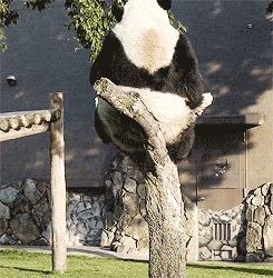 adr0itness:  militaryfitbombshell:  catsdogsblog:  More GIFs: http://catsdogsblog.tumblr.com