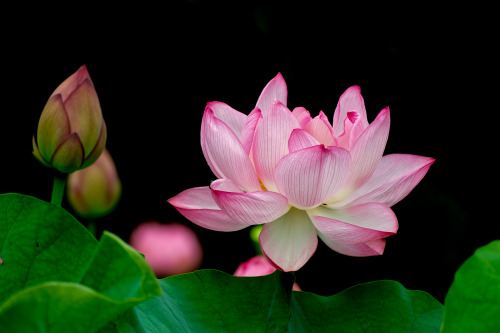 bluenote7: Lotus