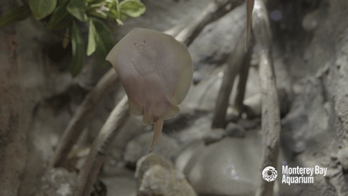 montereybayaquarium: montereybayaquarium:  Mangrove roots provide a perfect playground