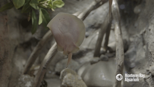 montereybayaquarium: montereybayaquarium:  Mangrove roots provide a perfect playground for developing fishes, like these adorable young round rays! (GIFs don’t do the cute justice—watch the video to enjoy the true power of this bouncy ballet of mini