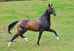 thequeerblackequestrian:  all-the-horses:   horsesanddogsandmen:  all-the-horses:  Matador Myrat x Toidjakhan Akhal Teke, Stallion Born 2012   Wtf do you call his colouration?  He is what is called a “Sooty Bay”, so he’s a bay horse with the sooty,
