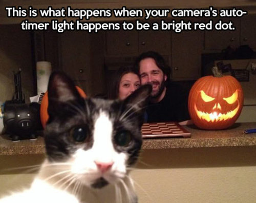 regularguy5mb:  hurleyquinn:  It looks like the cat is taking a selfie  “Uhh… my stupid humans photobombed again!!” 