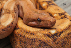 crispysnakes: Painkiller - Hog Blood (Boa imperator) I decided to rename him, because he’s amazing.   