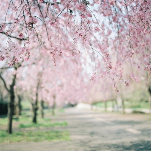 azusaphoto:いつもの散歩の園。あともう少しでまた会える。