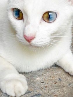 fluffnfuzzxoxo:  platinumdragonchaos: I’ve never heard of heterochromia in both eyes like this. Source