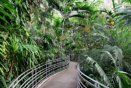 Krohns Conservatory in Cincinnati Ohio