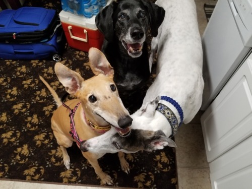 sciencehound:Adventures in trying to get three dogs to cooperate.