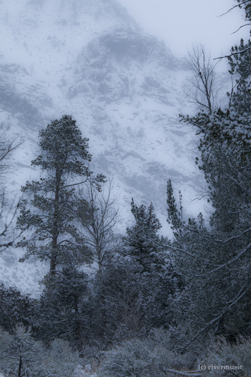 The Soft Stillness of a Winter Forest: Shoshone National Forest, Wyomingriverwindphotography, 2018