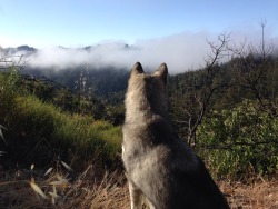bagabonez:  Looking out over the morning