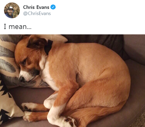 forchrisevans: chris evans and dodger in 2019