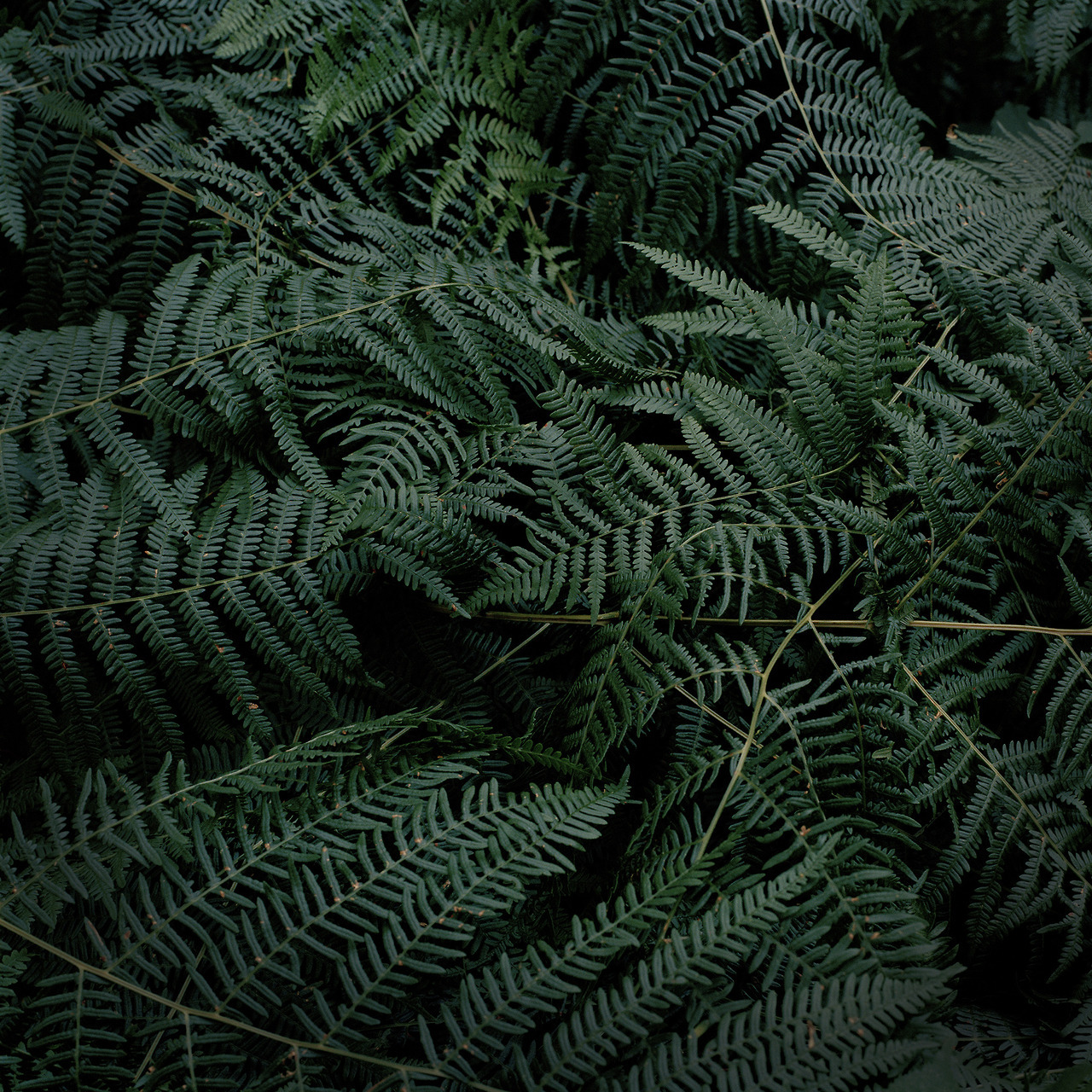 EXPOSITION PARIS ALEXANDRA SERRANO
Alexandra Serrano lauréate des RENCONTRES PHOTOGRAPHIQUES DU 10e qui aura lieu à la Mairie du Xème arrondissement de Paris du 17 Octobre au 18 Novembre. Elle y présentera sa série Nesting in the Wolf Tree aux côtés...