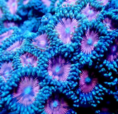 cephalogodess: Does anyone know the names (or even just the family?) of any of these beautiful coral