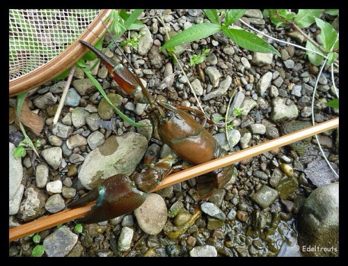 edeltrouts: take it all