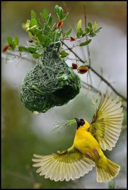 Oiseau Bélier de l'Ile de la Réunion