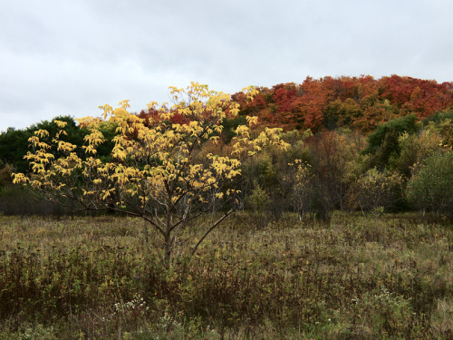 Autumn On The Walter Bean Trail Near Otterbein Rd. Kitchener, Ontario Canada. 20/10/12. D.e.D.