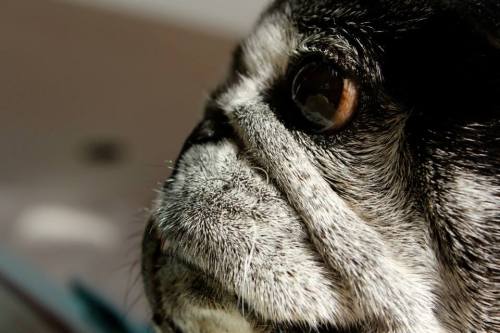 pug in profile :)