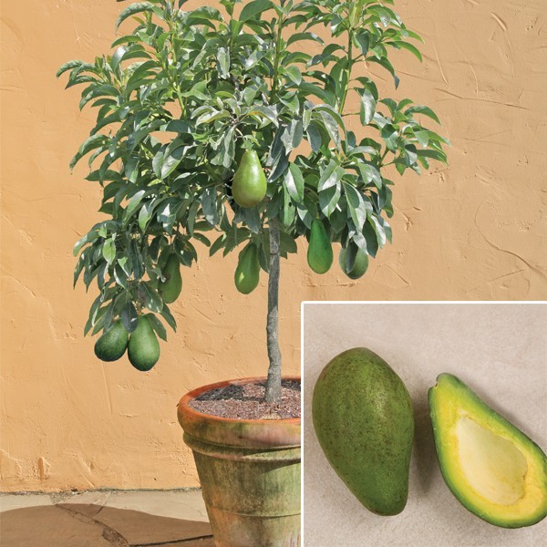 honeylips-chocolatestick:  easymadeideas:  How To Grow An Avocado Tree From A Seed