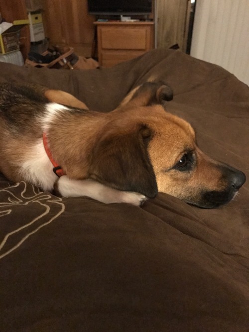 morganray311: chasingtrophywhitetails:   thatssogayman:   reddirtgirl95:   si3rra-xox:   carolina-viking:   russdom:   oldwarhorse1775:   moosemarine:   downhomebrunette:  red-faced-wolf:   Reblog this with a picture of your dog       Bonus with my uncles