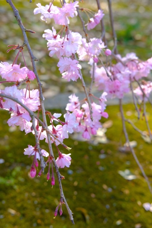 cherry blossom