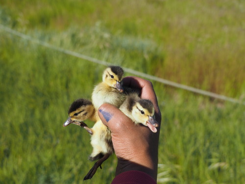 ducklingcentral:birdsandbirds:Cerberushandful of ducklings… an interesting concept .. how man