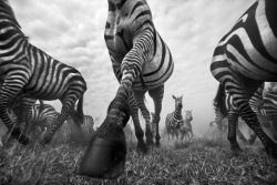 bobbycaputo:  Black and White Photos of the Wildlife in ‘The Mara’ in Kenya by  Anup Shah  