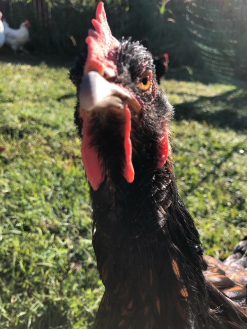 morning chook visit! all of them sound healthy, and voddie stuck her mohawk in my camera. niqua (the