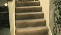 Awwww-Cute:  Not All Cats Are Majestic (Source: Http://Ift.tt/Pumkqx)