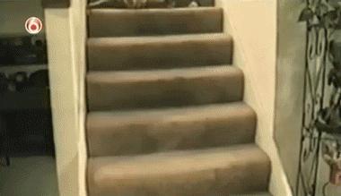 awwww-cute:Not all cats are majestic