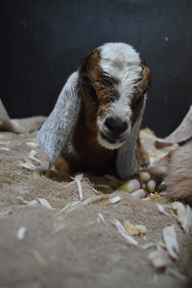 goattime:  Newborn triplets, less than one hour old. 