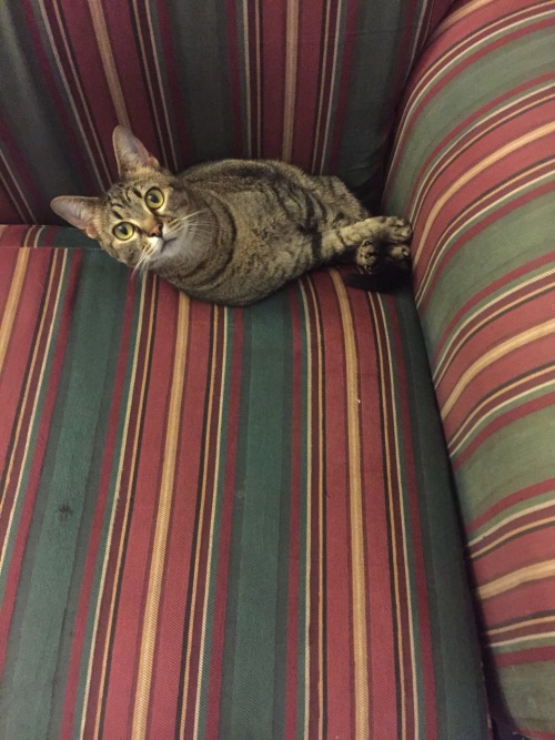 This is Tink. She does not mind if the couch tries to eat her.(submitted by @likeinkandechoes)