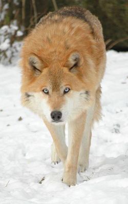 wolfsheart-blog:  Alpha Sids Wolf 