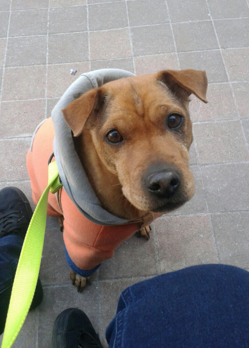 handsomedogs: This is Eve my best friend’s Shar pei/Pinscher mix, she’s 11 years old, su