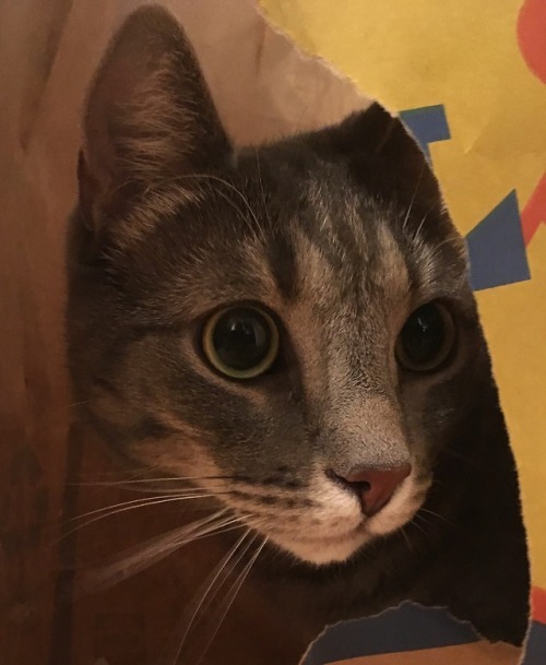 esevik:Paperbag fort with an adorable guard.