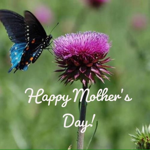 Happy Mother’s Day!  From our garden to you!!  ❤️❤️ #waterlandyou.  www.instagram.com/