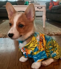 dog-rates:    This is Nelly. He really hopes you like his Hawaiian shirt. He already tore the tags off. 13/10 h*ck of a puppurchase  