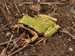 cool-critters:  Pacific tree frog (Pseudacris
