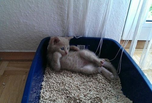 funnyordie:  Cool Cat Scopes Out Ladies from the Toilet &ldquo;How you girls