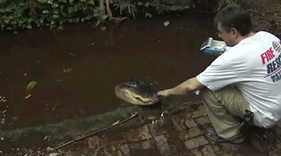 Florida Man Raises His Pet Gator on Pizza and Chips Ahoy!