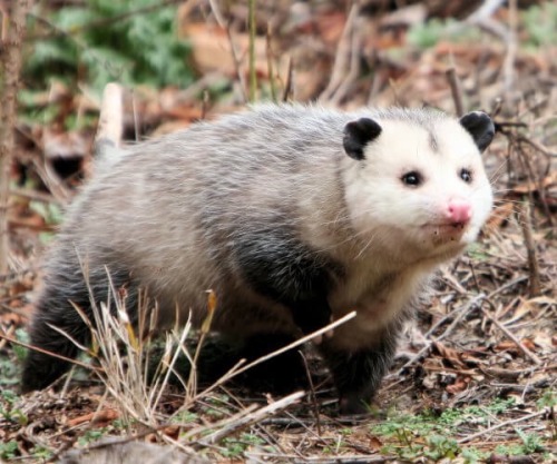 fantasticbeastsandhowtokeepthem: heytutorialheads: all-the-shtuff-i-heckin-like: OPOSSUM APPRECIATIO