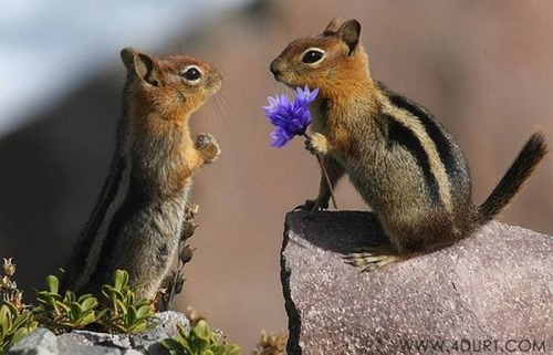 otakusiren:  In honor of Earth Day, here is a photo set of some loving animal couples to brighten up your day~