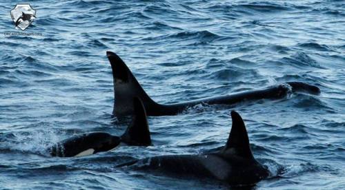 icelandic-orca: Vendetta (SN069) has made her return to Iceland from Scotland taking almost her whol