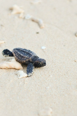 saveme-amazeme:  ilaurens:  Baby turtle entering the water at nagahama beach, Okinawa - By: (Shawn Miller)   ☁ ☂ 