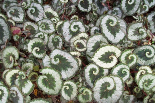harvestmoon420: