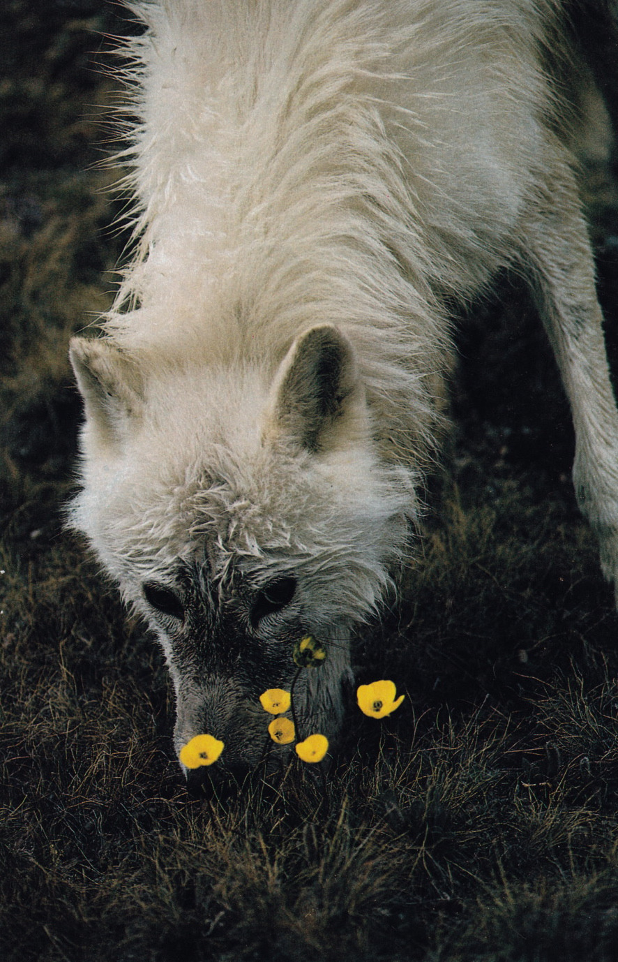 plastexxx:  National Geographic Magazine, May 1987, “At Home with the Arctic Wolf”.