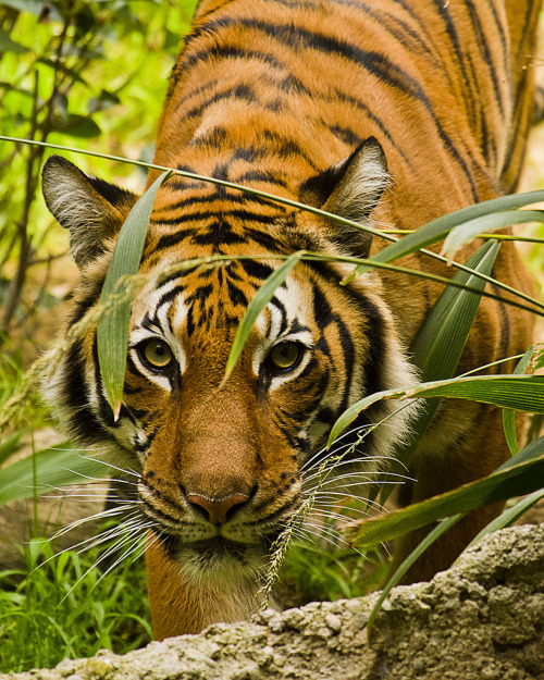 bigcatkingdom:San Diego Zoo 301 by Jeffrey Martel