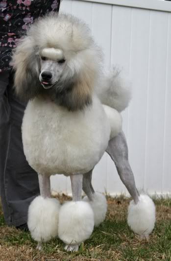 canisantiquus:  The Poodle Rainbow Sable black hairsover red, apricot, and cream bases Progressive l