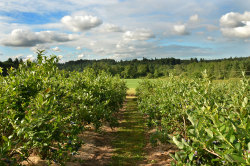 Hillside Blueberry Farm off Kaiser Road