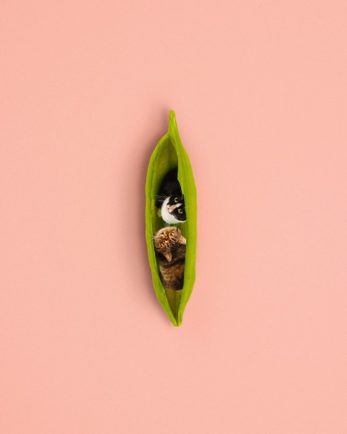 princesscheeto:Two peas in a pod 〰️