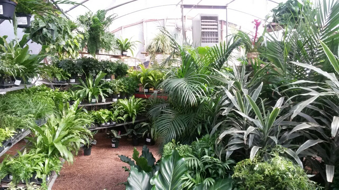 orchid-ink:  p-ricklypear:  if heaven exists, this is it  ahhhhhh c: jungle paradise