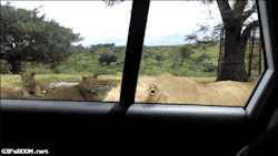 gifsboom:Lion Opens Family’s Car Door at